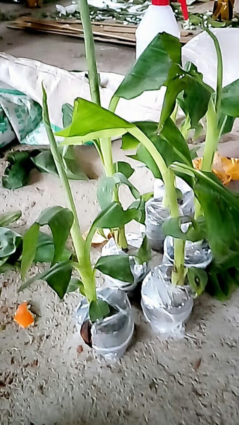 黑老虎