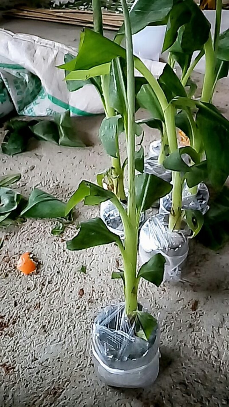黑老虎