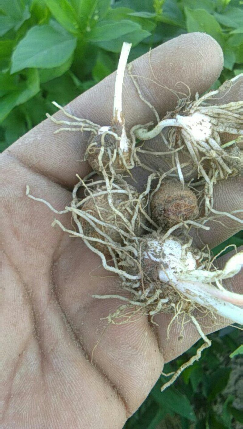 湖北荆半夏种球，可物流可上门提货，欢迎采购