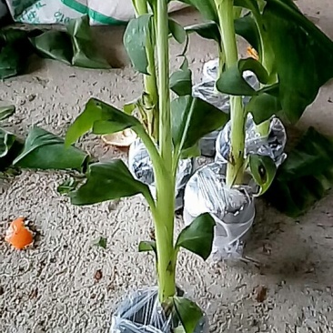 香蕉苗