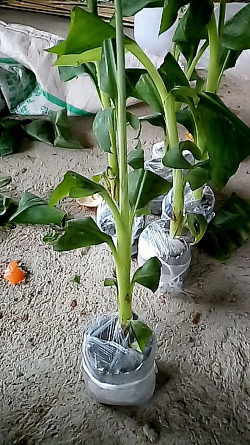 香蕉苗
