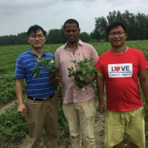 湖北荆半夏种球，可物流可上面提货