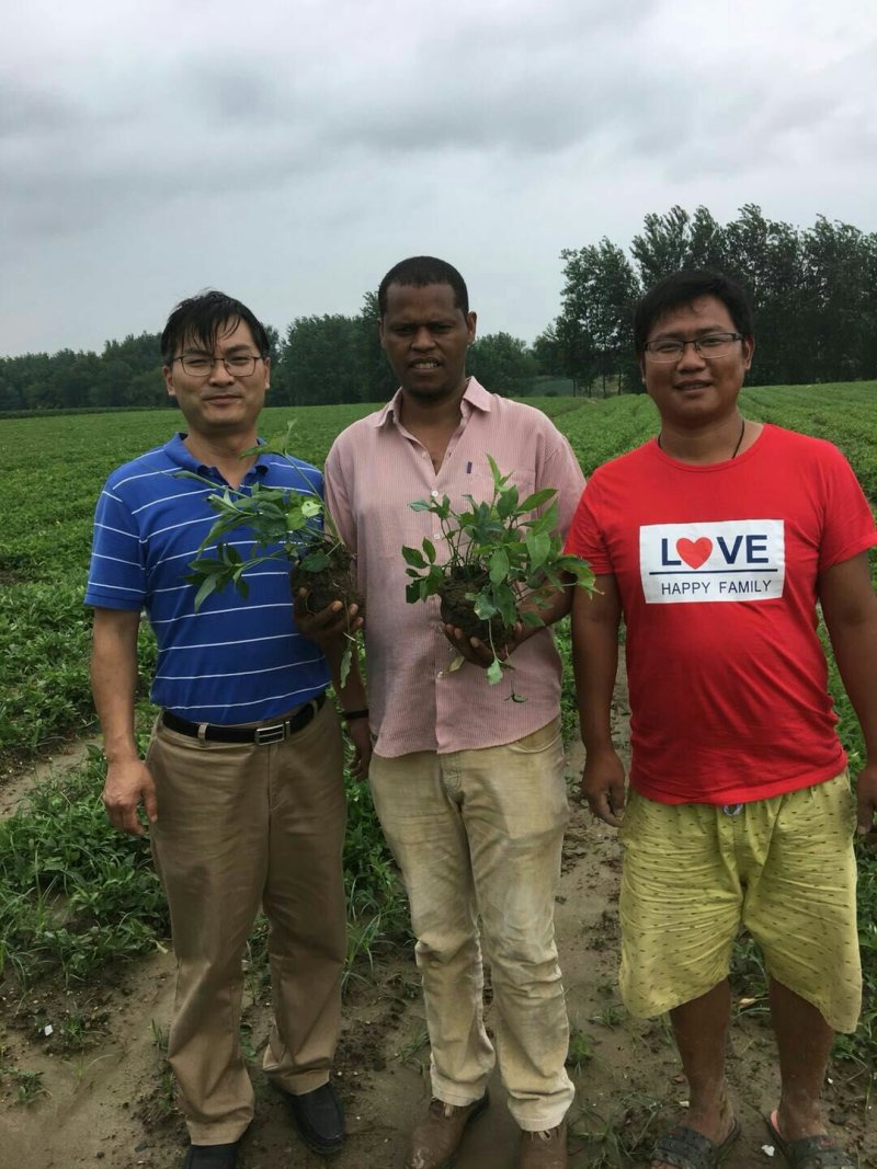湖北荆半夏种球，可物流可上门提货，欢迎采购