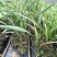 大王椰子苗1年苗棕榈科植物苗圃直供一件代发