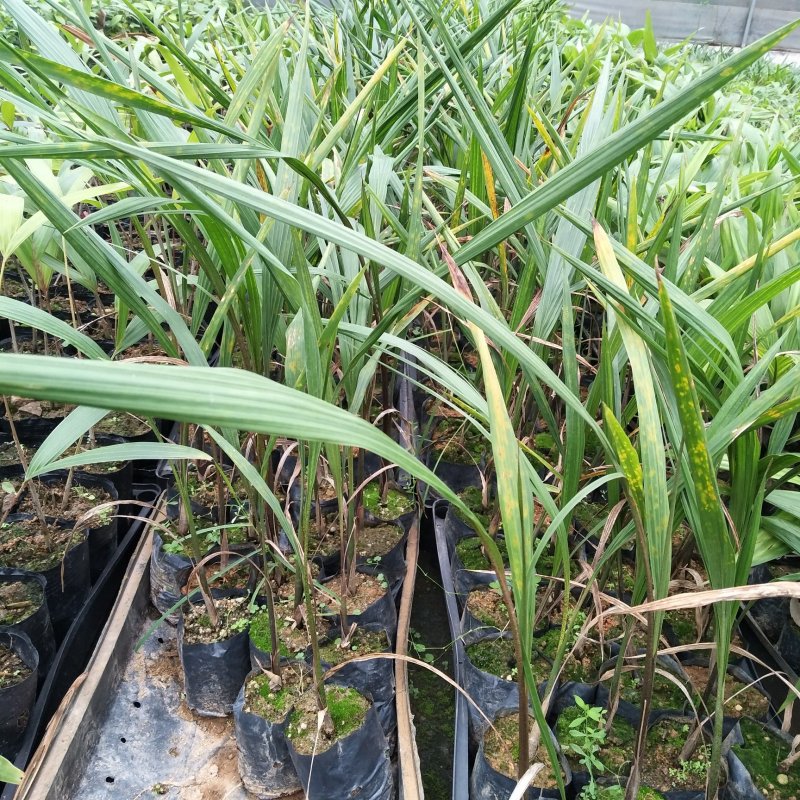 大王椰子苗1年苗棕榈科植物苗圃直供一件代发