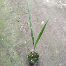 大王椰子苗1年苗棕榈科植物苗圃直供一件代发