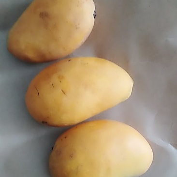 芒果