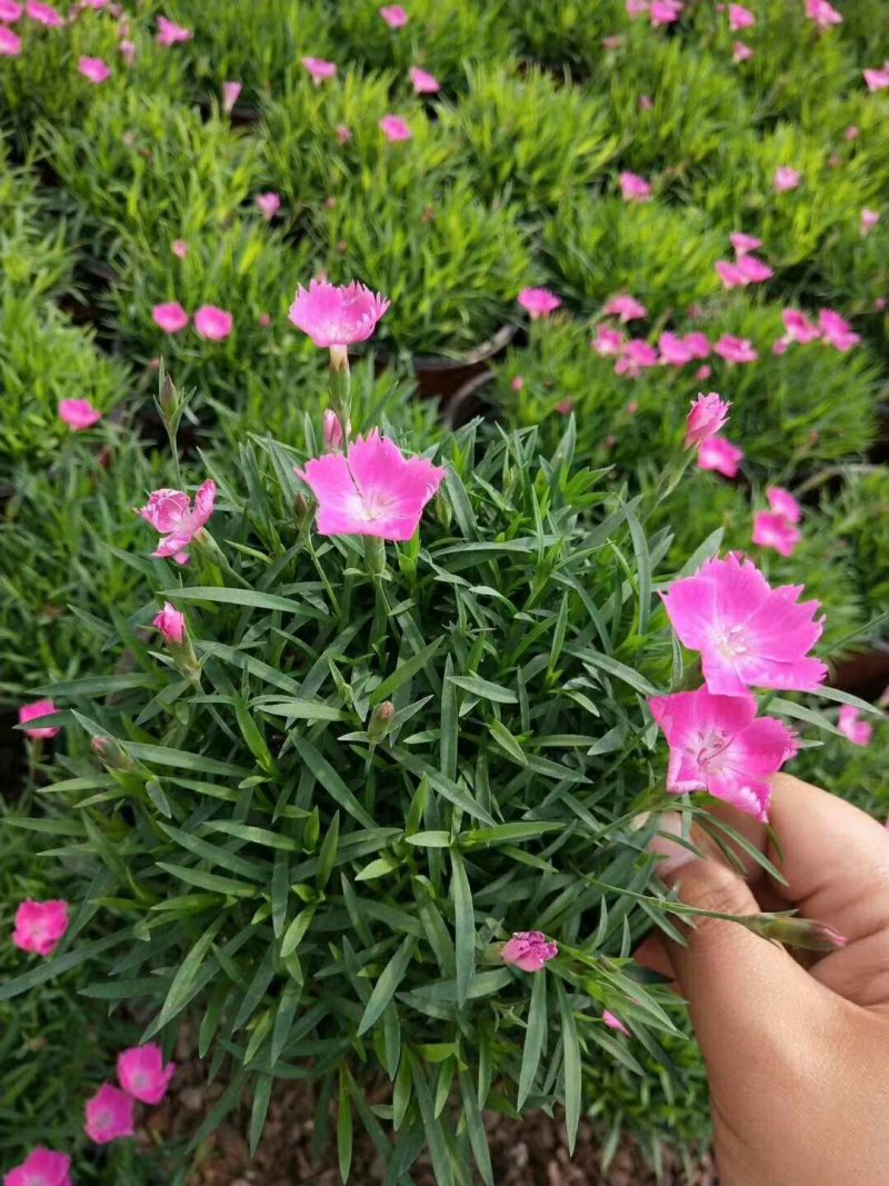 欧石竹