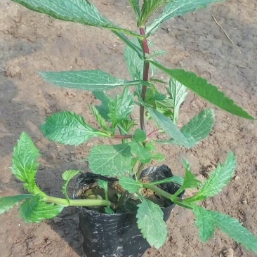 马鞭草