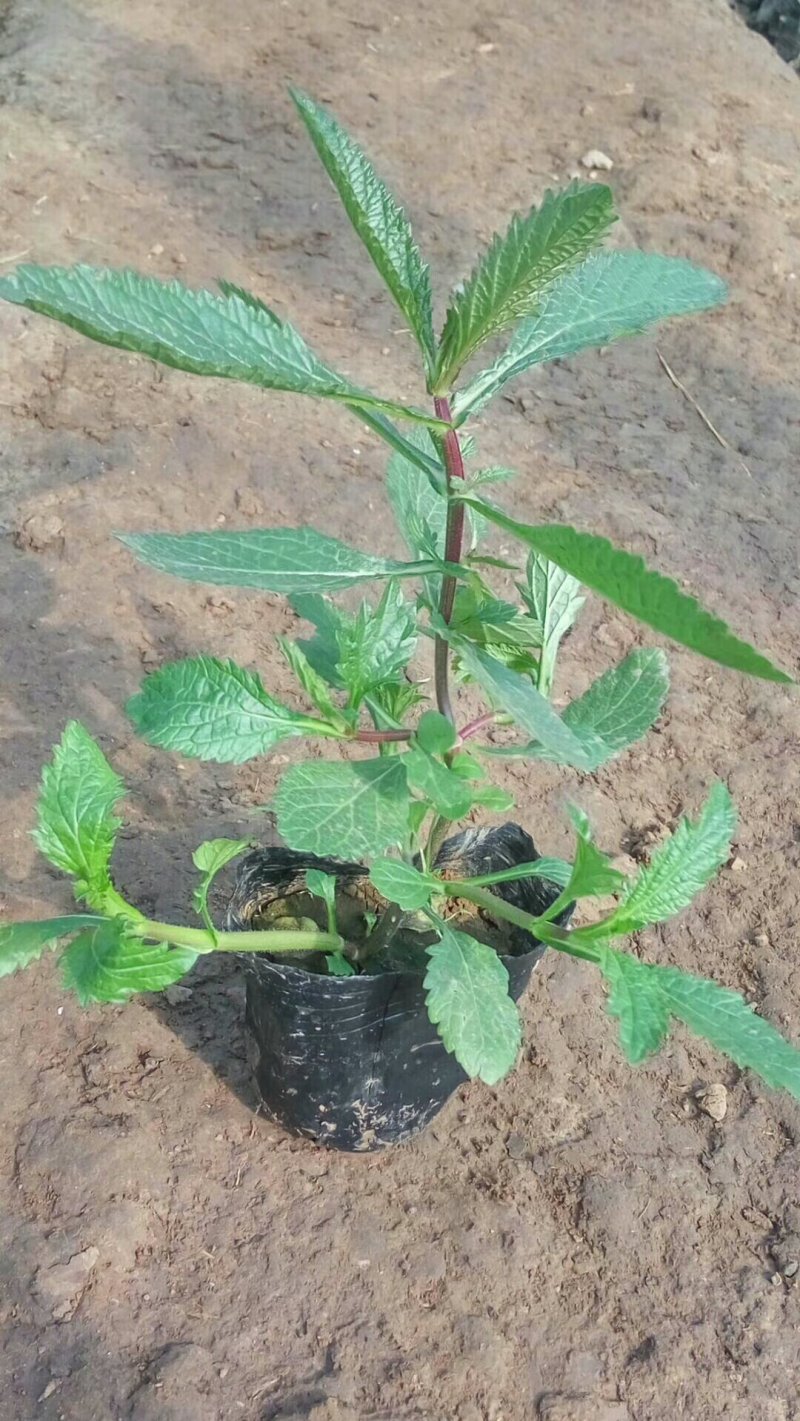 马鞭草