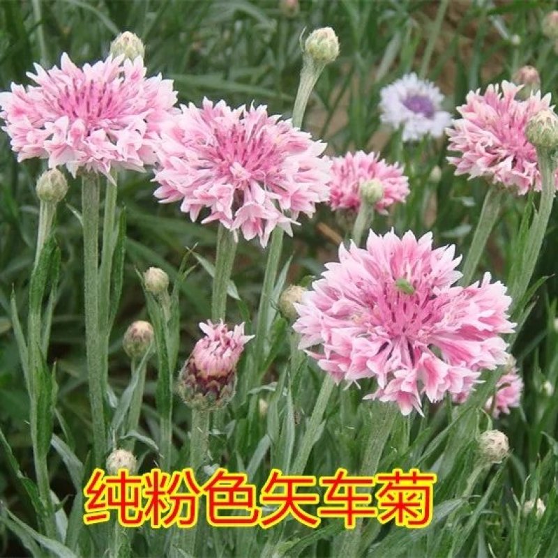 矢车菊花种子春秋播园林景观绿化耐寒四季播易活花卉种子