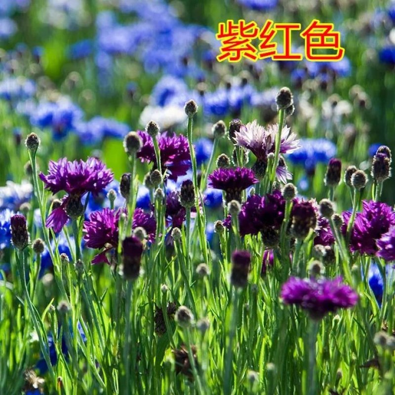 矢车菊花种子春秋播园林景观绿化耐寒四季播易活花卉种子