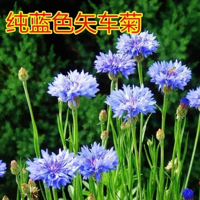 矢车菊花种子春秋播园林景观绿化耐寒四季播易活花卉种子