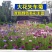 矢车菊花种子春秋播园林景观绿化耐寒四季播易活花卉种子