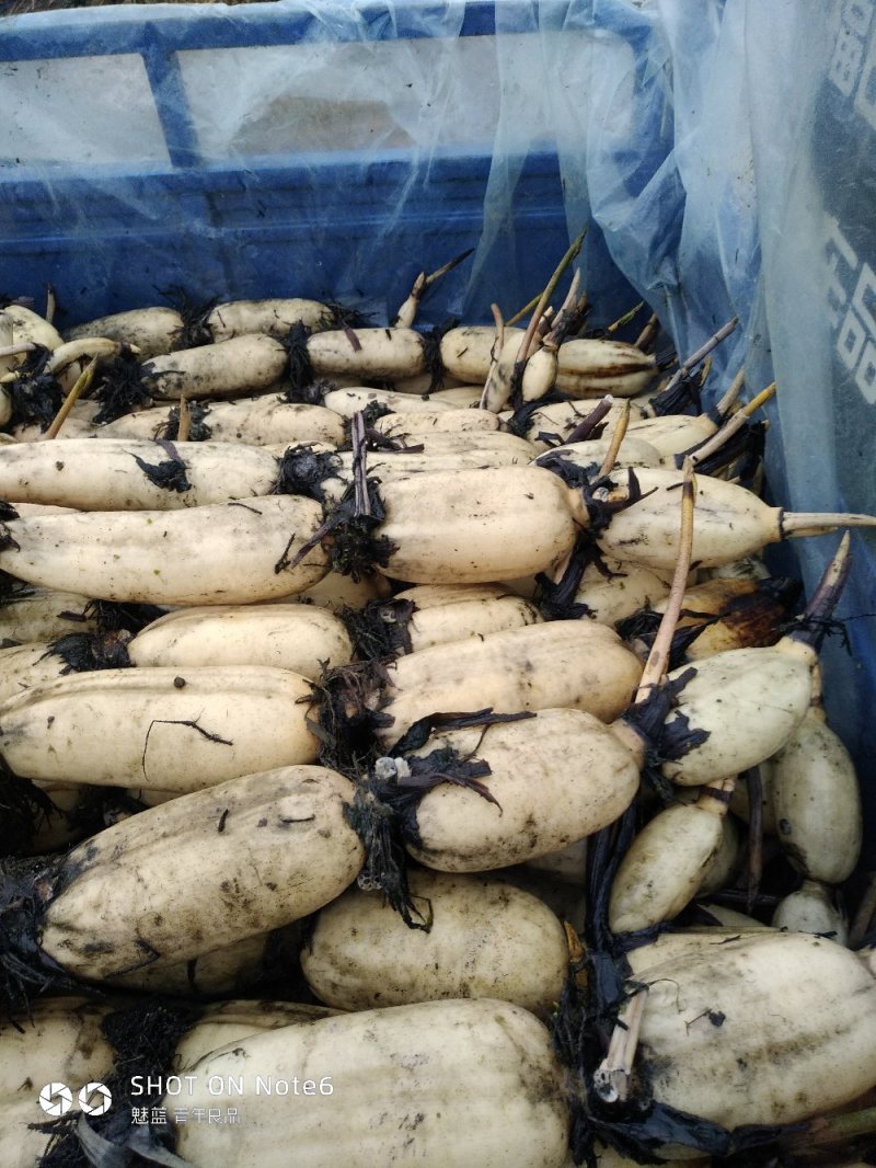 临沂河东区八湖藕苗种