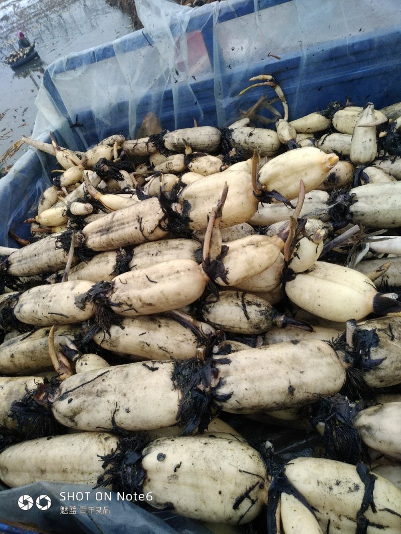 临沂河东区八湖藕苗种