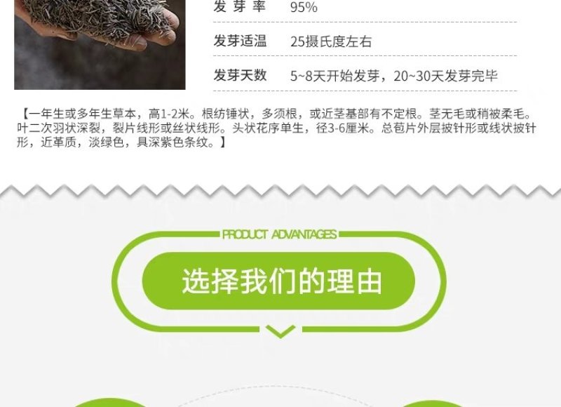 格桑花波斯菊种子野花组合四季开花不断易活庭院室外花卉花种