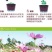 格桑花波斯菊种子野花组合四季开花不断易活庭院室外花卉花种