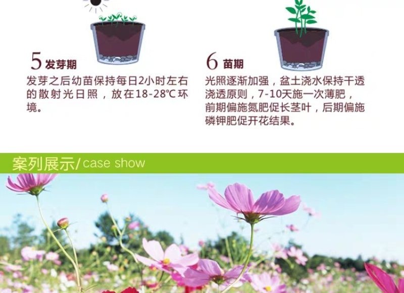 格桑花波斯菊种子野花组合四季开花不断易活庭院室外花卉花种
