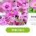 格桑花波斯菊种子野花组合四季开花不断易活庭院室外花卉花种
