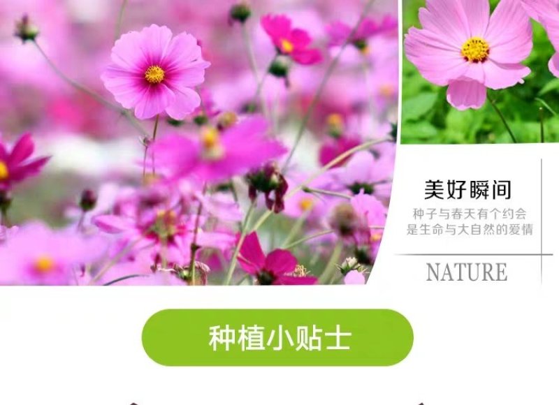 格桑花波斯菊种子野花组合四季开花不断易活庭院室外花卉花种