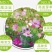 格桑花波斯菊种子野花组合四季开花不断易活庭院室外花卉花种