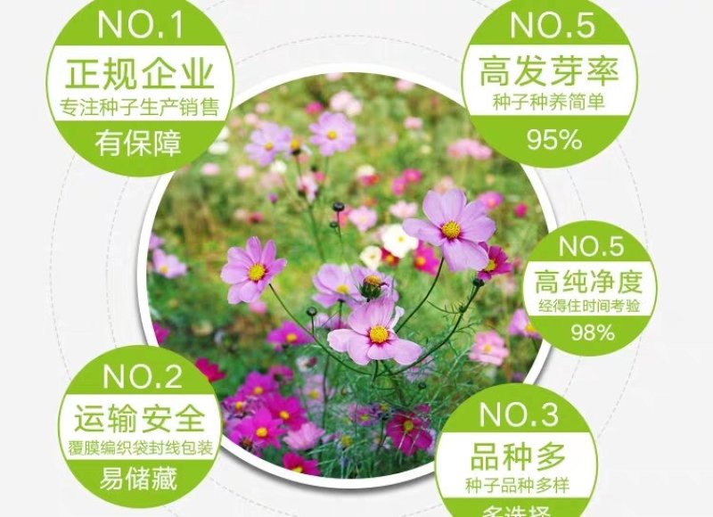 格桑花波斯菊种子野花组合四季开花不断易活庭院室外花卉花种