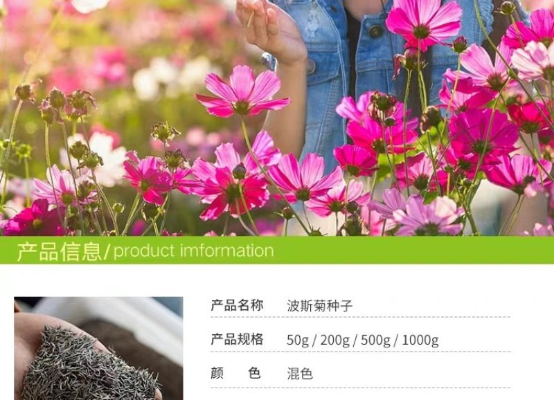 格桑花波斯菊种子野花组合四季开花不断易活庭院室外花卉花种