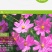 格桑花波斯菊种子野花组合四季开花不断易活庭院室外花卉花种