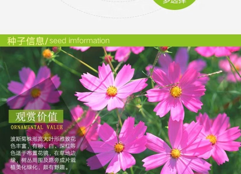 格桑花波斯菊种子野花组合四季开花不断易活庭院室外花卉花种