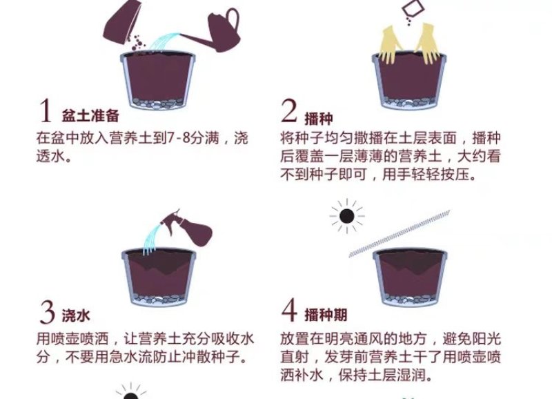 格桑花波斯菊种子野花组合四季开花不断易活庭院室外花卉花种
