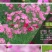 格桑花波斯菊种子野花组合四季开花不断易活庭院室外花卉花种