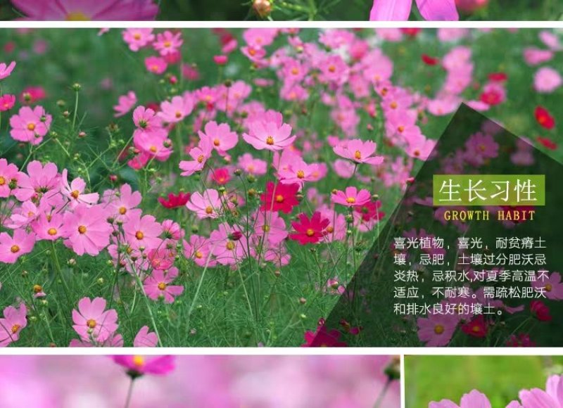 格桑花波斯菊种子野花组合四季开花不断易活庭院室外花卉花种