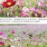 格桑花波斯菊种子野花组合四季开花不断易活庭院室外花卉花种