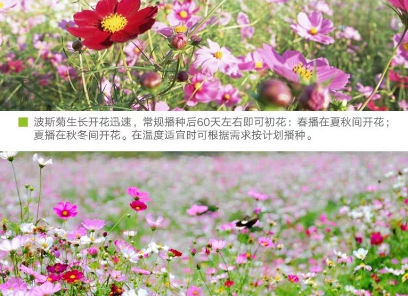 格桑花波斯菊种子野花组合四季开花不断易活庭院室外花卉花种