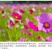 格桑花波斯菊种子野花组合四季开花不断易活庭院室外花卉花种