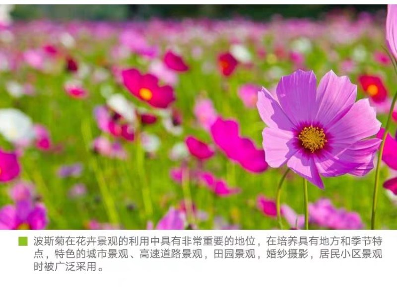 格桑花波斯菊种子野花组合四季开花不断易活庭院室外花卉花种