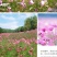 格桑花波斯菊种子野花组合四季开花不断易活庭院室外花卉花种