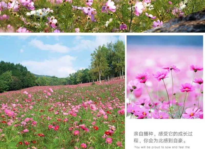 格桑花波斯菊种子野花组合四季开花不断易活庭院室外花卉花种