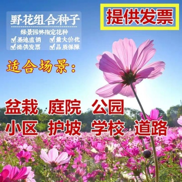 格桑花波斯菊种子野花组合四季开花不断易活庭院室外花卉花种