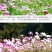 格桑花波斯菊种子野花组合四季开花不断易活庭院室外花卉花种
