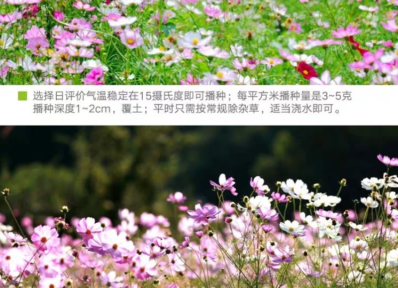 格桑花波斯菊种子野花组合四季开花不断易活庭院室外花卉花种