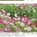 格桑花波斯菊种子野花组合四季开花不断易活庭院室外花卉花种