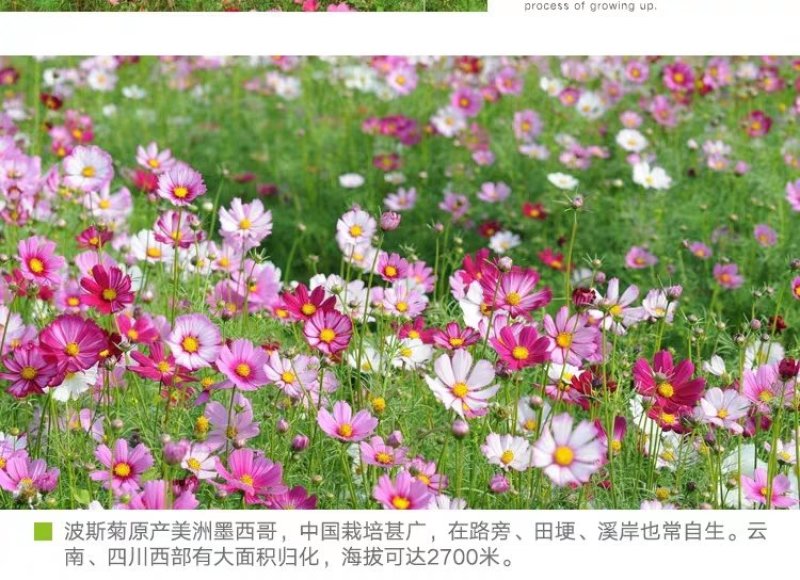 格桑花波斯菊种子野花组合四季开花不断易活庭院室外花卉花种