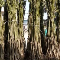 核桃苗