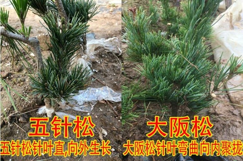 五针松五针松苗五针松嫁接树苗