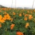 硫华菊种子，大花黄色波斯菊种子！易发芽！