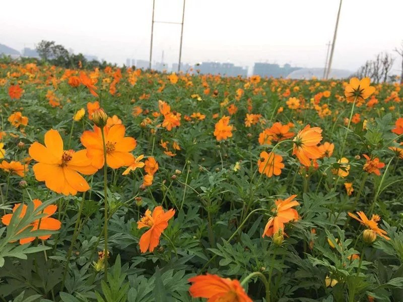 硫华菊种子，大花黄色波斯菊种子！易发芽！
