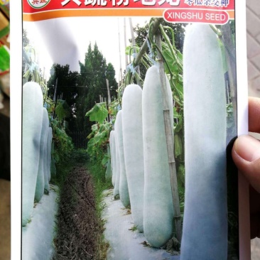 【】中晚熟白皮冬瓜种子兴蔬粉地龙特长粉皮冬瓜种子