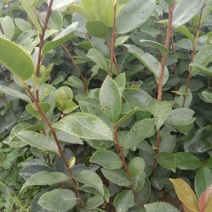 实生油茶苗，品质保证，量大从优，欢迎来电咨询